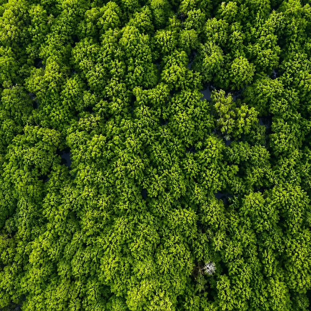 Farmer caring for plants